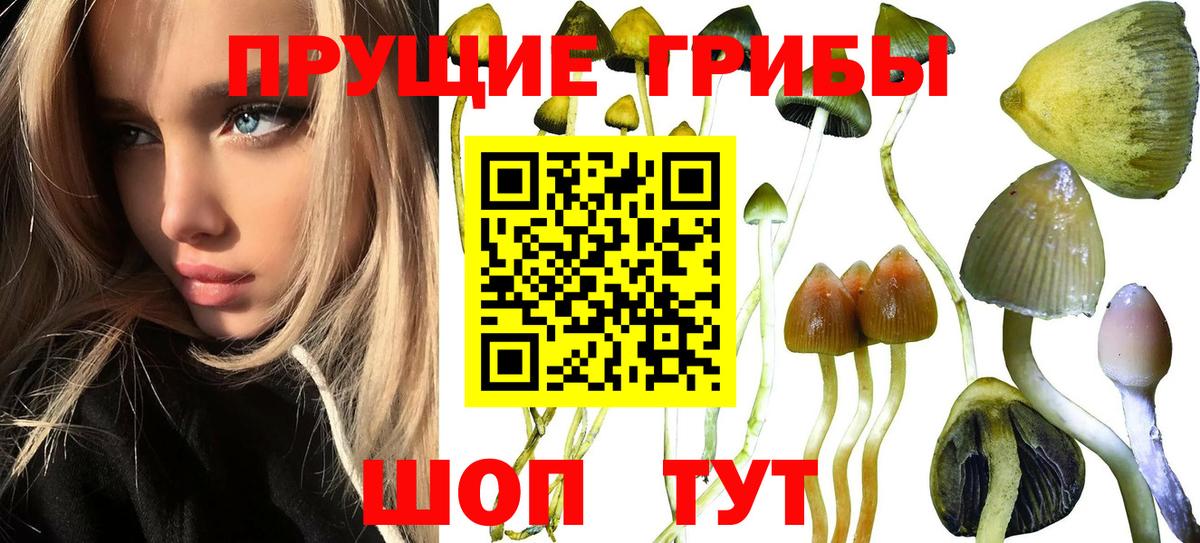 купить  цена  Вход с VPN  Шатура  Псилоцибиновые грибы Cubensis 